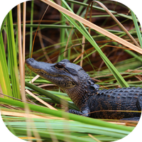 Everglades
